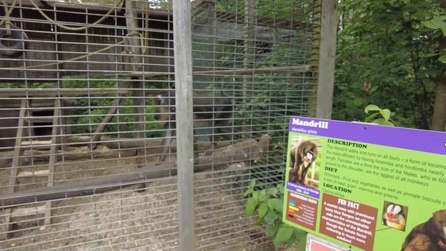 The Elmvale Jungle Zoo on a Super Hot Sunday. смотреть онлайн