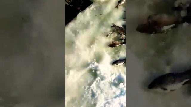 ОЧЕНЬ МНОГО КАРАСЯ НА ТЯГУ. РЫБАЛКА 2023 смотреть онлайн