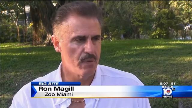 Zookeeper bitten by tiger at Zoo Miami identified смотреть онлайн