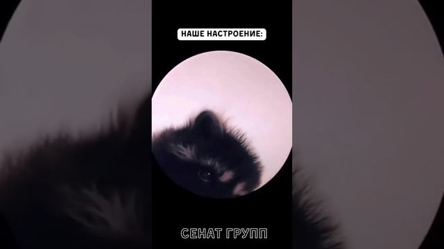 Лучшая Рекомендация - Это Наши Клиенты! #хочуврек #shorts #Сенатгрупп смотреть онлайн