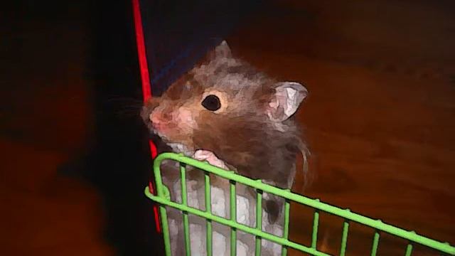 Daisy my Hamster смотреть онлайн
