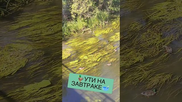 🦆УТИ НА ЗАВТРАКЕ🥣 смотреть онлайн