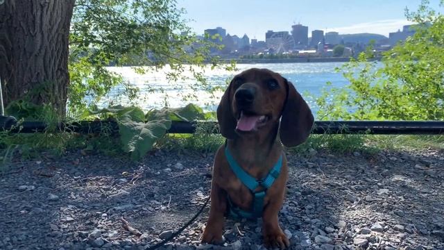 Enjoying the last days of summer with our mini dachshund Puppy смотреть онлайн