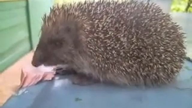 Ежа кормят колбаской смотреть онлайн