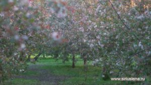 Platon feat. Joolay "Last" (Good Mood Music 2020)