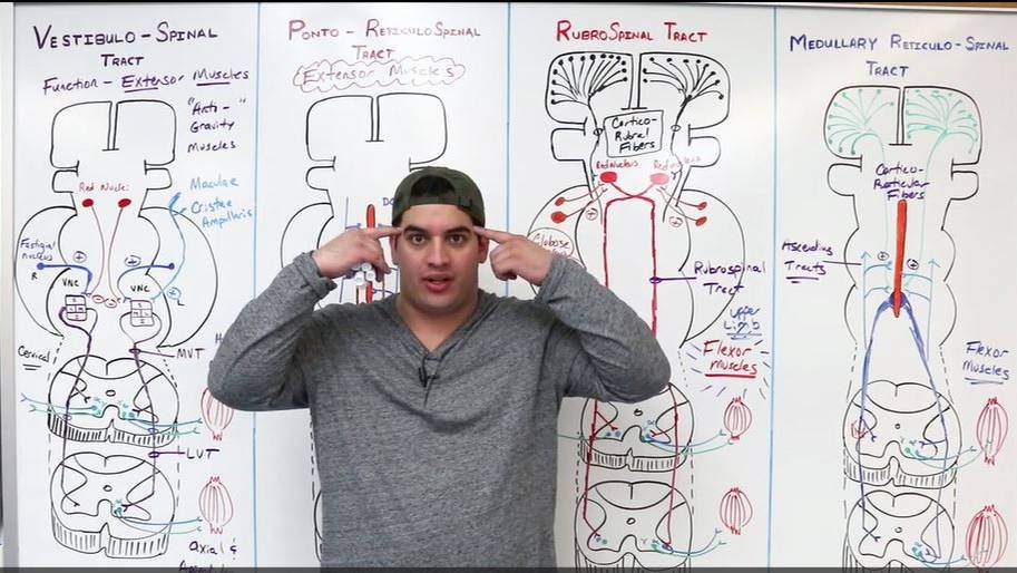 Неврология | Нисходящие проводящие пути. Обзор смотреть онлайн
