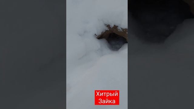 Охота на ЗАЙЦА. Сосновый бор 2023г смотреть онлайн