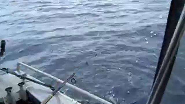 Squid fishing смотреть онлайн