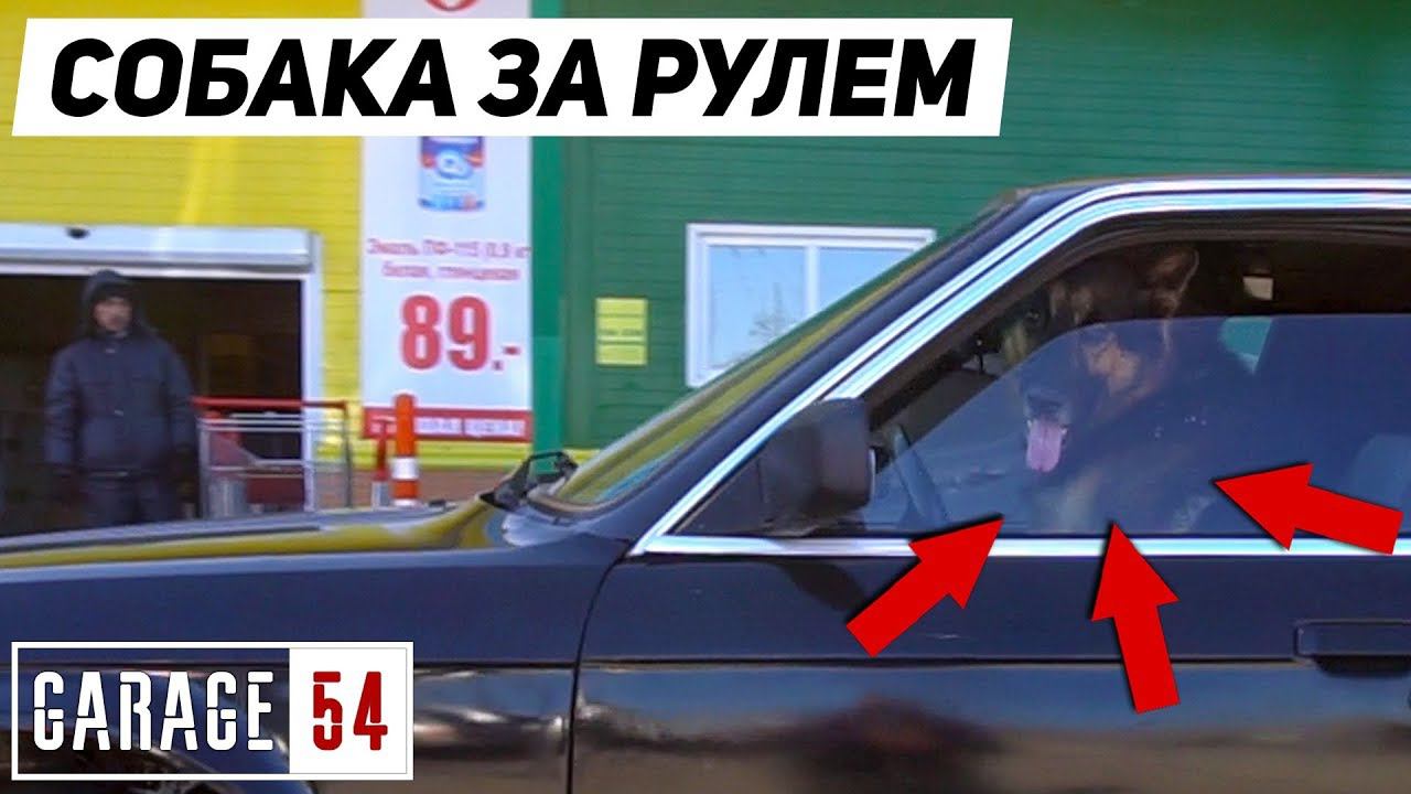 СОБАКА ЕДЕТ по ГОРОДУ за РУЛЕМ BMW смотреть онлайн