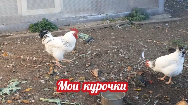 мои курочки: чем кормлю, где гуляют?.... смотреть онлайн