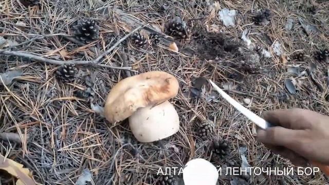 БЕЛЫЙ ГРИБ В ЛЕНТОЧНОМ БОРУ АЛТАЙСКОГО КРАЯ смотреть онлайн