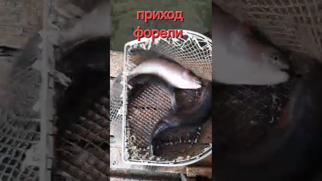 приход форели смотреть онлайн