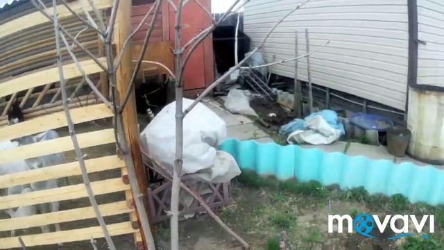 Козлика забрали из под мамы/ обзор участка🌱🍃 смотреть онлайн
