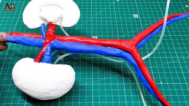 how to make a human kidney working model смотреть онлайн