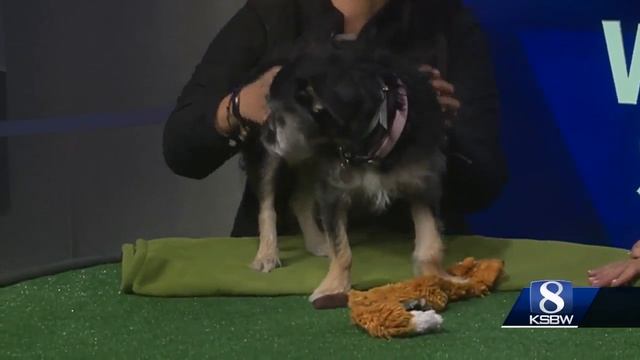 Pet of the Weekend: Daisy смотреть онлайн