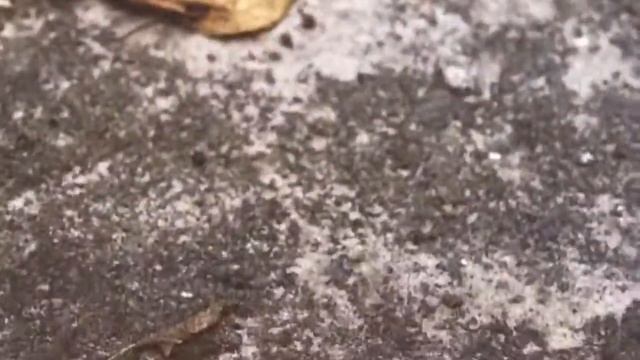 Осень в Лисичанске смотреть онлайн