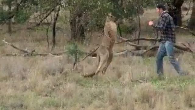 Хозяин спасает собаку от безумного кенгуру. смотреть онлайн