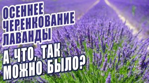 ОСЕННЕЕ ЧЕРЕНКОВАНИЕ ЛАВАНДЫ. САМЫЙ ПРОСТОЙ И ЭФФЕКТИВНЫЙ СПОСОБ. ЛУЧШИЕ КОМПАНЬОНЫ ДЛЯ РОЗ.