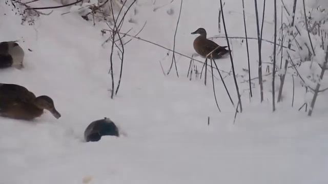Кряквы на склоне смотреть онлайн
