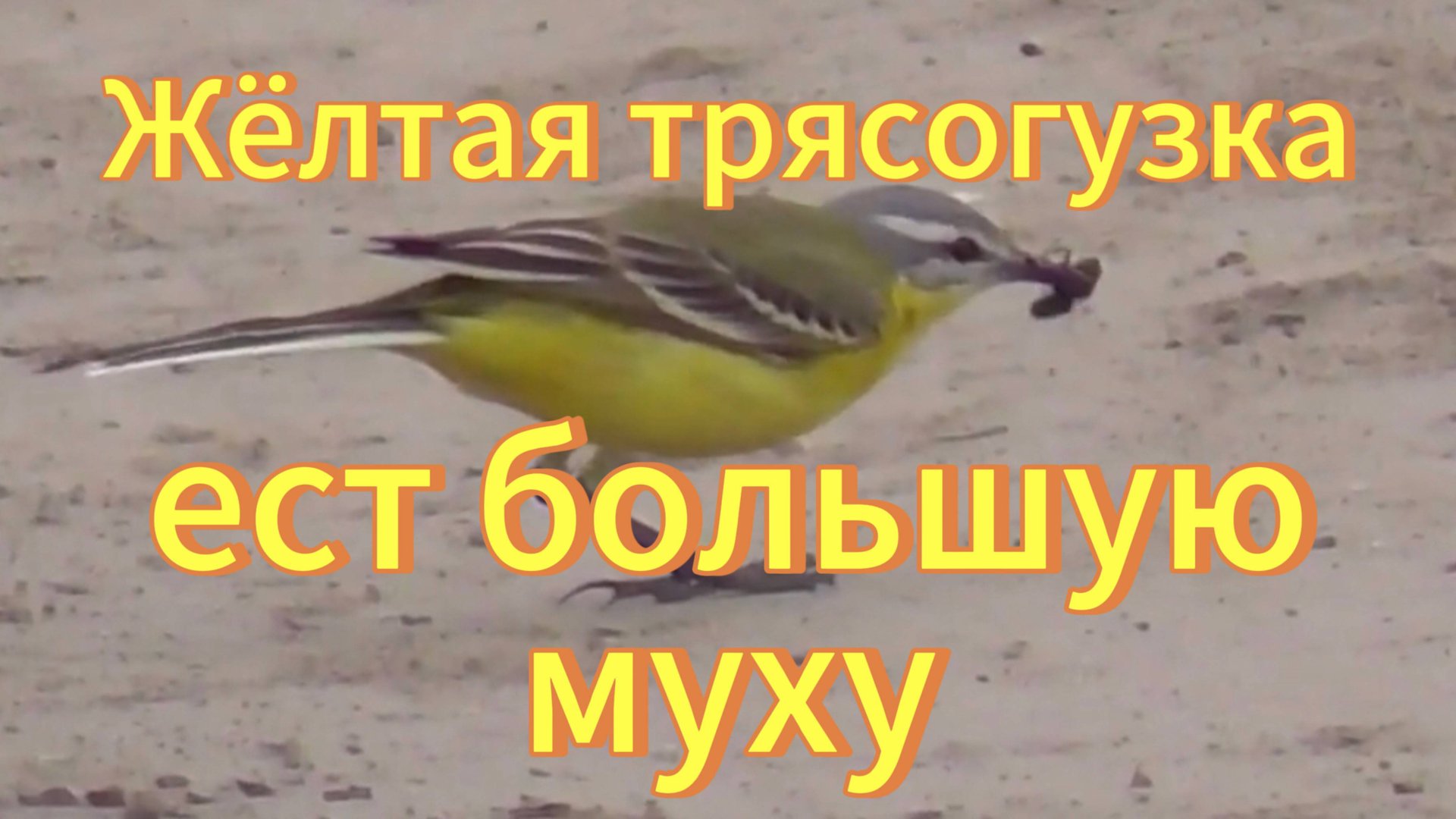 Жёлтая трясогузка заглотила огромную муху.Прикол. Птицы Новосибирской области. смотреть онлайн