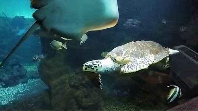 скат смотреть онлайн
