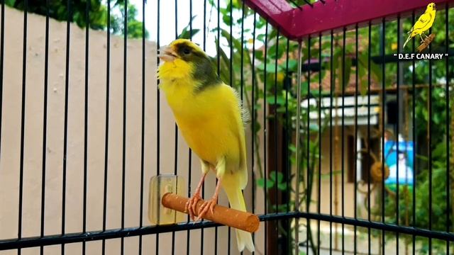 Canary's Most Powerful Song For Training