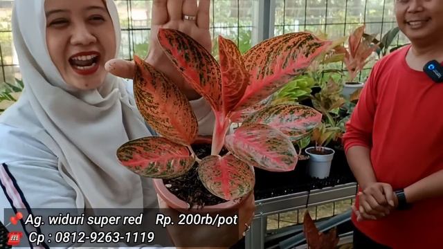 ini Yang kita cari‼️Jenis oke Harga discount,eps.1.528 part 1 смотреть онлайн
