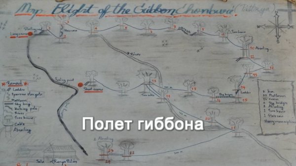 Полёт гиббона