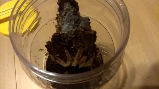 Psalmopoeus cambridgei (Тринидадский шеврон). Показываю и рассказываю про паука смотреть онлайн