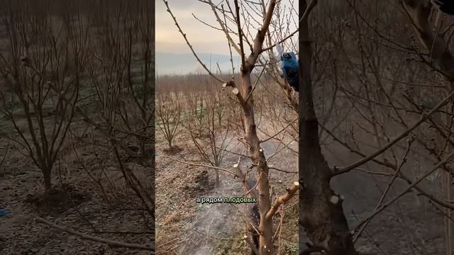 Обрезка кроны персика на одного лидера. Убираем все лишнее. #сад #огород #дача #обрезка #рыбалка смотреть онлайн