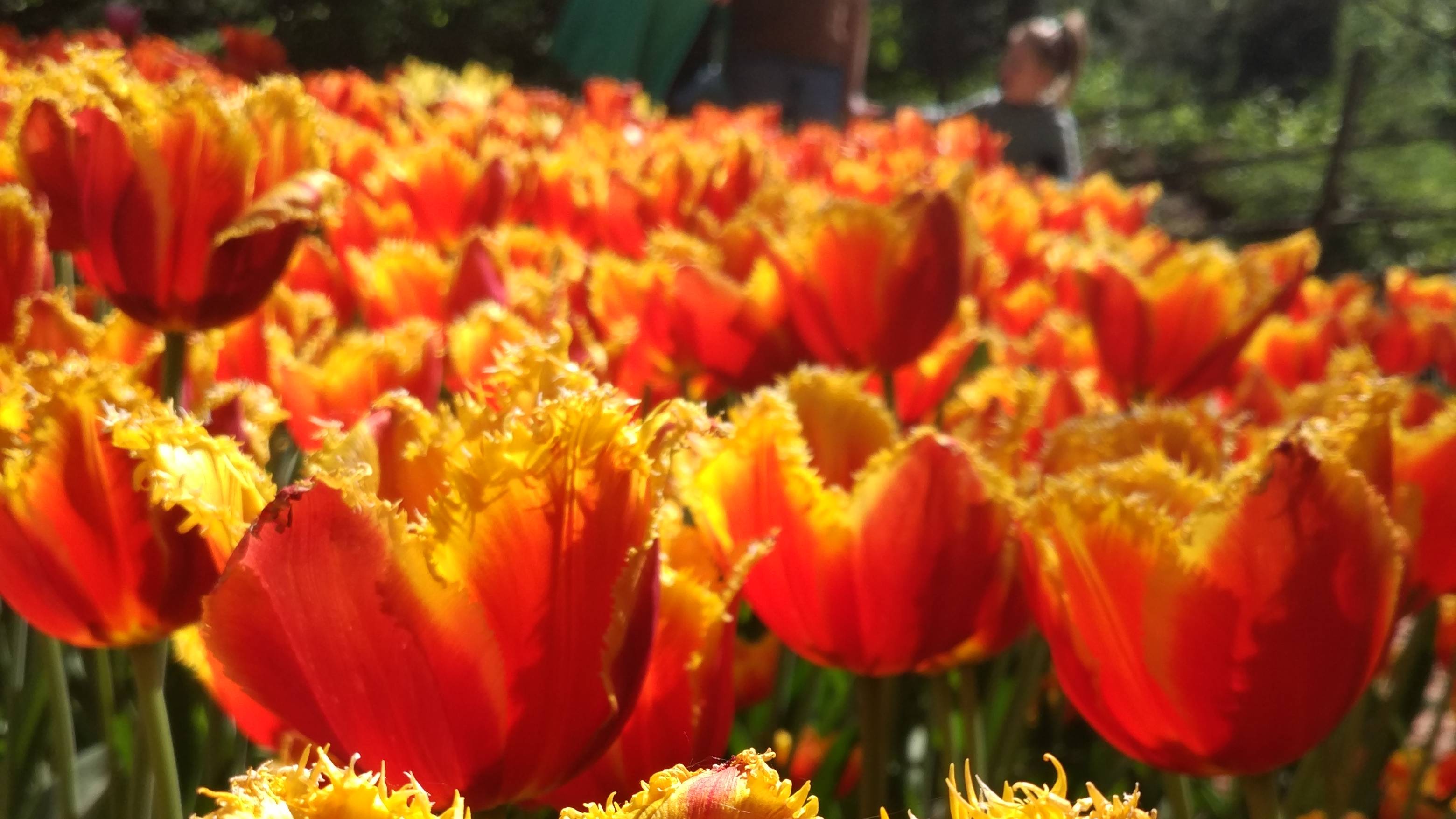 Цветы смотреть онлайн