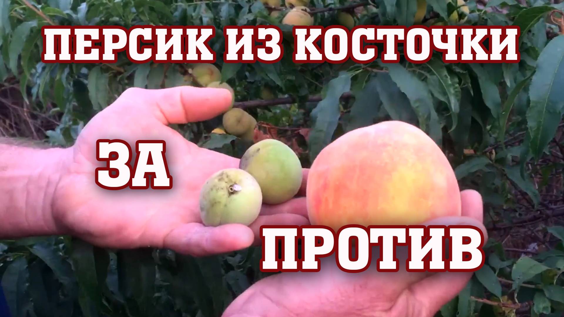 Персик из косточки⧸ ЗА или ПРОТИВ смотреть онлайн