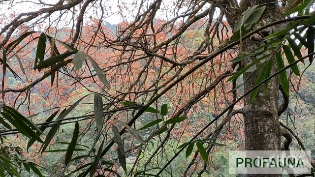 The Last Forest: Eksplorasi Hutan Lindung Sekar Ngantang (part 1) смотреть онлайн