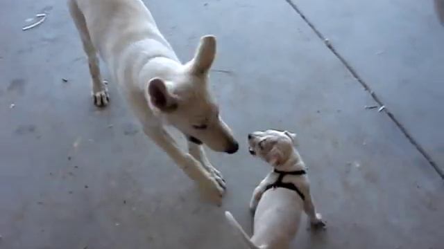 Vicious Pit Bull attacks and mawls German Sheperd смотреть онлайн