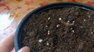 Гортензия из Светофора так и не просыпается