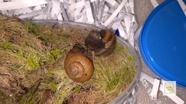 Распаковка улиток