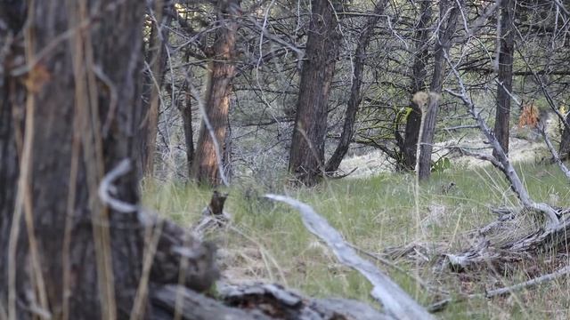 Episode 11 Oregon Turkey Hunting: Last bird of 2021 смотреть онлайн