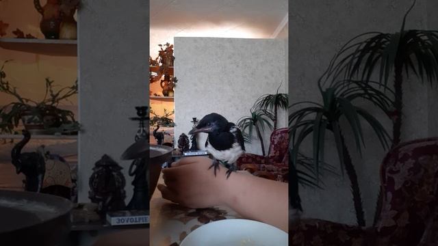 Обед птеньчика сороки. как кормить? чем кормить? смотреть онлайн