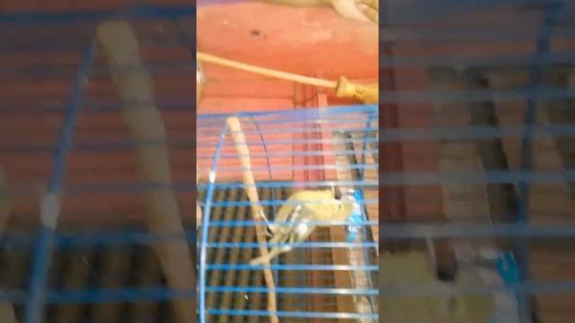 Burung kicau super смотреть онлайн