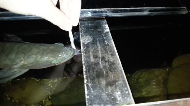 Кормление серебряной арованы (osteoglossum Bicirrhosum). Silver Arowana. Feeding Time. (23.03.2017)