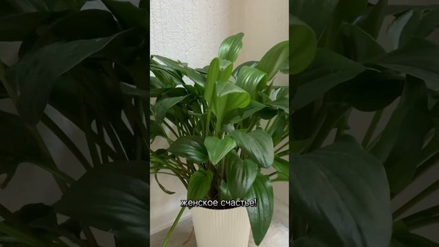 Уроки музыки в самом сердце Питера! #укулеле #гитара #теориямузыки Записывайся по ссылкам в описании смотреть онлайн