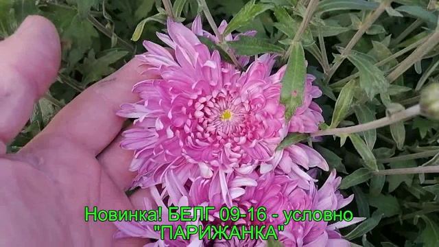 Продолжение обзора корейской хризантемы от 15 09 24. Часть 2 смотреть онлайн