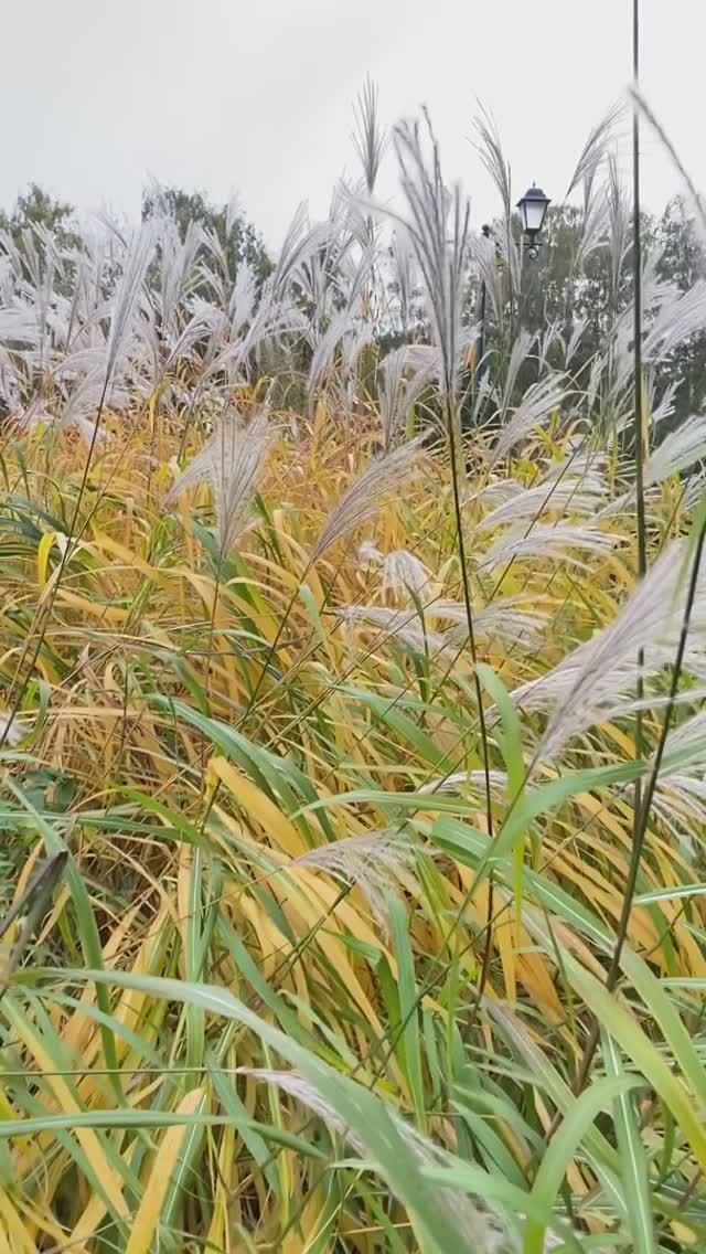 Сравниванию мискантус китайский и мискантус сахароцветный