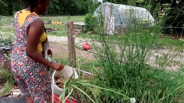 Onion Harvest 2024 | Will This Last Us the Year!? смотреть онлайн