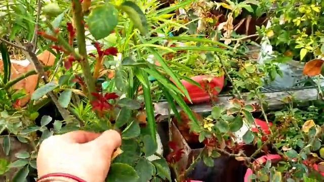 Sunday update summer Garden overview ll rooftop Garden overview ll смотреть онлайн