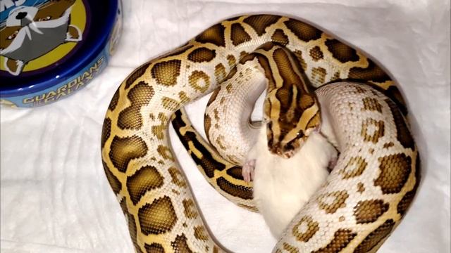 Кормление тигрового питона🐍 | Feeding the tiger python 🐍. смотреть онлайн