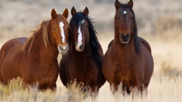 Cinderella Heartbreak Station