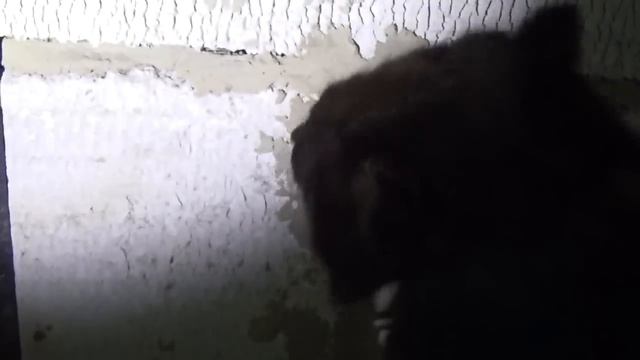 тестирование  Convoy S3  вблизи