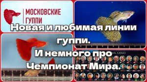 НОВАЯ И ЛЮБИМАЯ ЛИНИИ ГУППИ  И НЕМНОГО ПРО ЧЕМПИОНАТ МИРА /A NEW AND BELOVED GUPPY AND THE WORLD CUP
