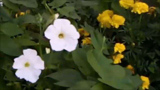 БАБОЧКА и МОТЫЛЁК - СКАЗОЧНЫЙ МИР ЛЕТА!